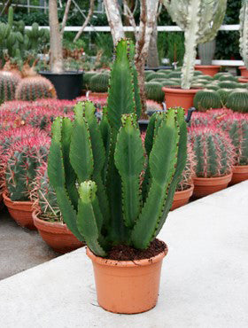 Euphorbia ingens 70 cm