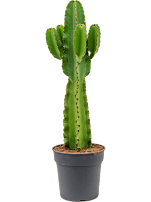 Euphorbia ingens D50xH100 cm