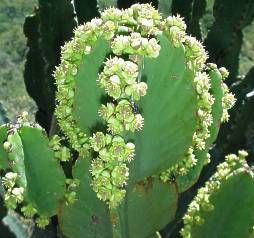 Euphorbia ingens D50xH100 cm