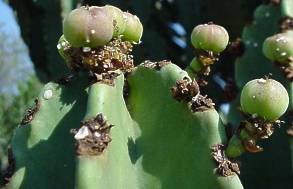 Euphorbia ingens marmorata D50xH130 cm