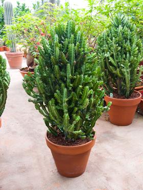 Euphorbia lactea 100 cm