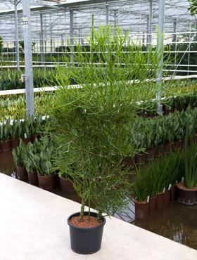 Euphorbia tirucalli 150 cm