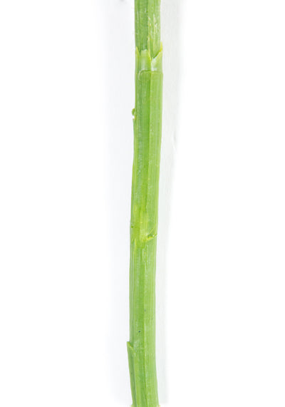 Euphorbia artificiala verde Wolfsmelk H50 cm