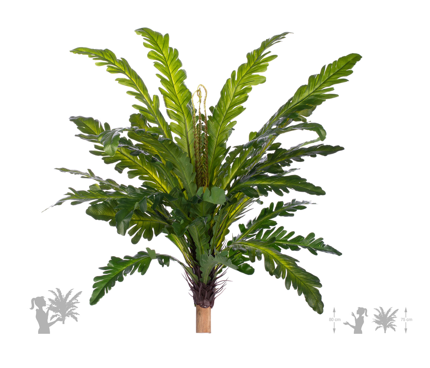 Feriga artificiala Asplenium nidus L