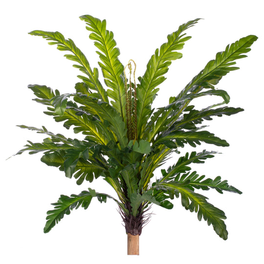 Feriga artificiala Asplenium nidus L