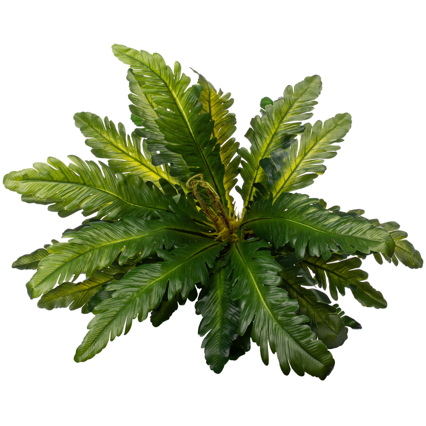 Feriga artificiala Asplenium nidus L