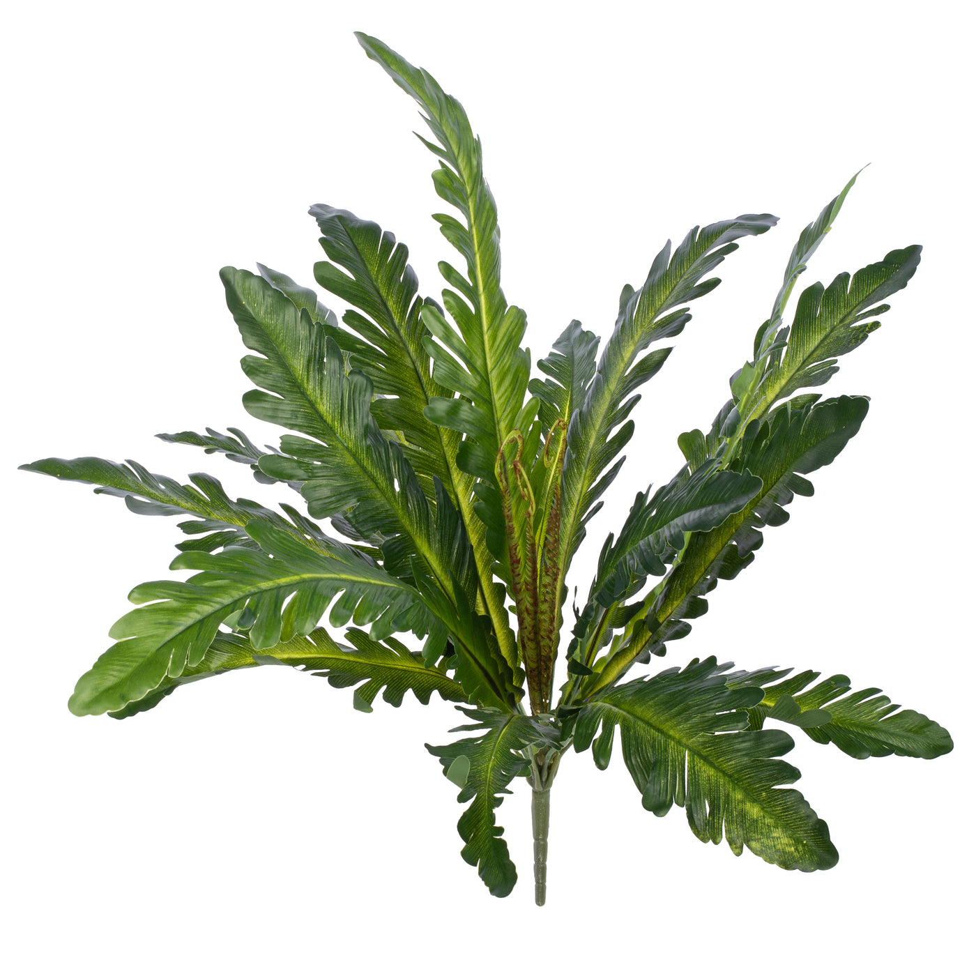 Feriga artificiala Asplenium nidus M