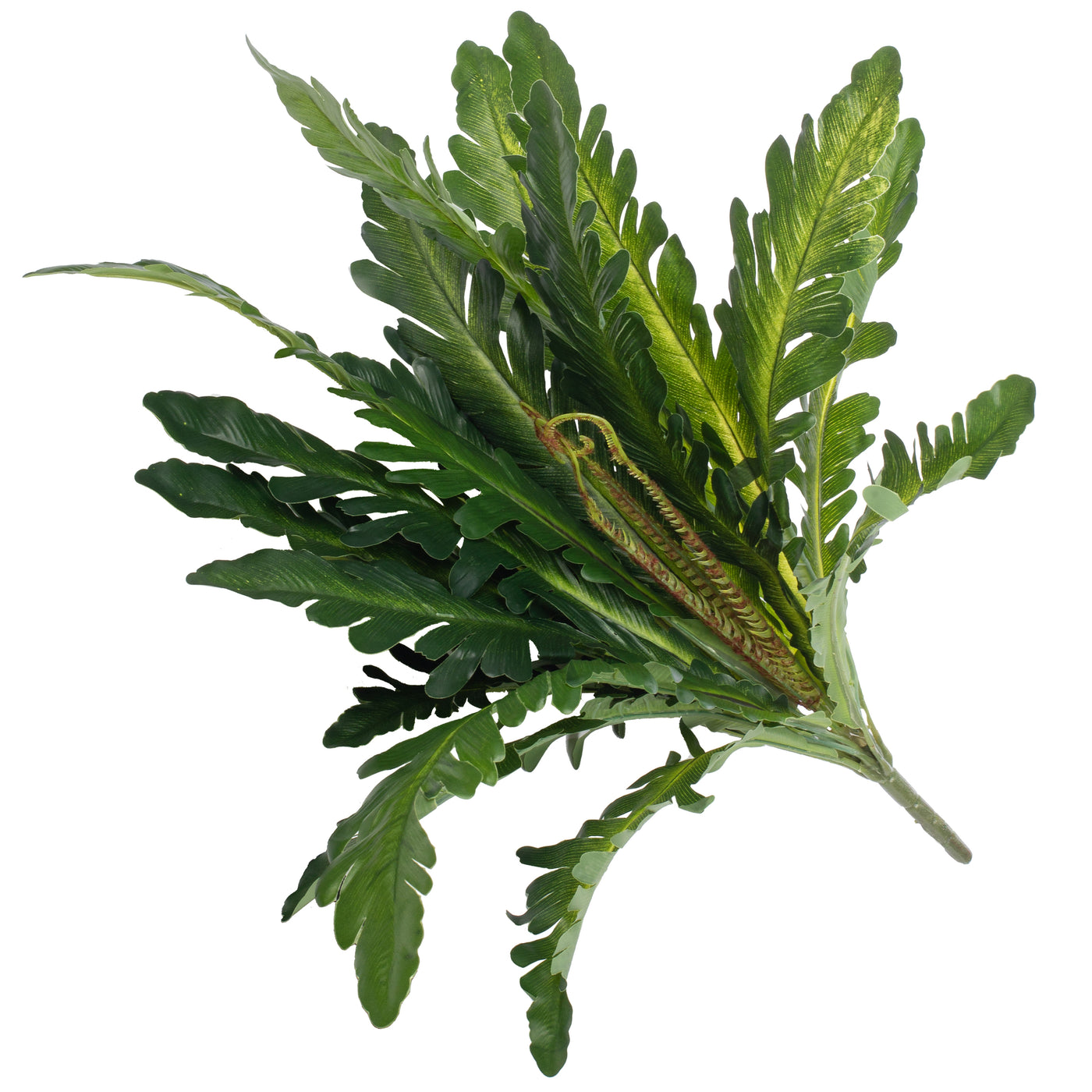 Feriga artificiala Asplenium nidus M