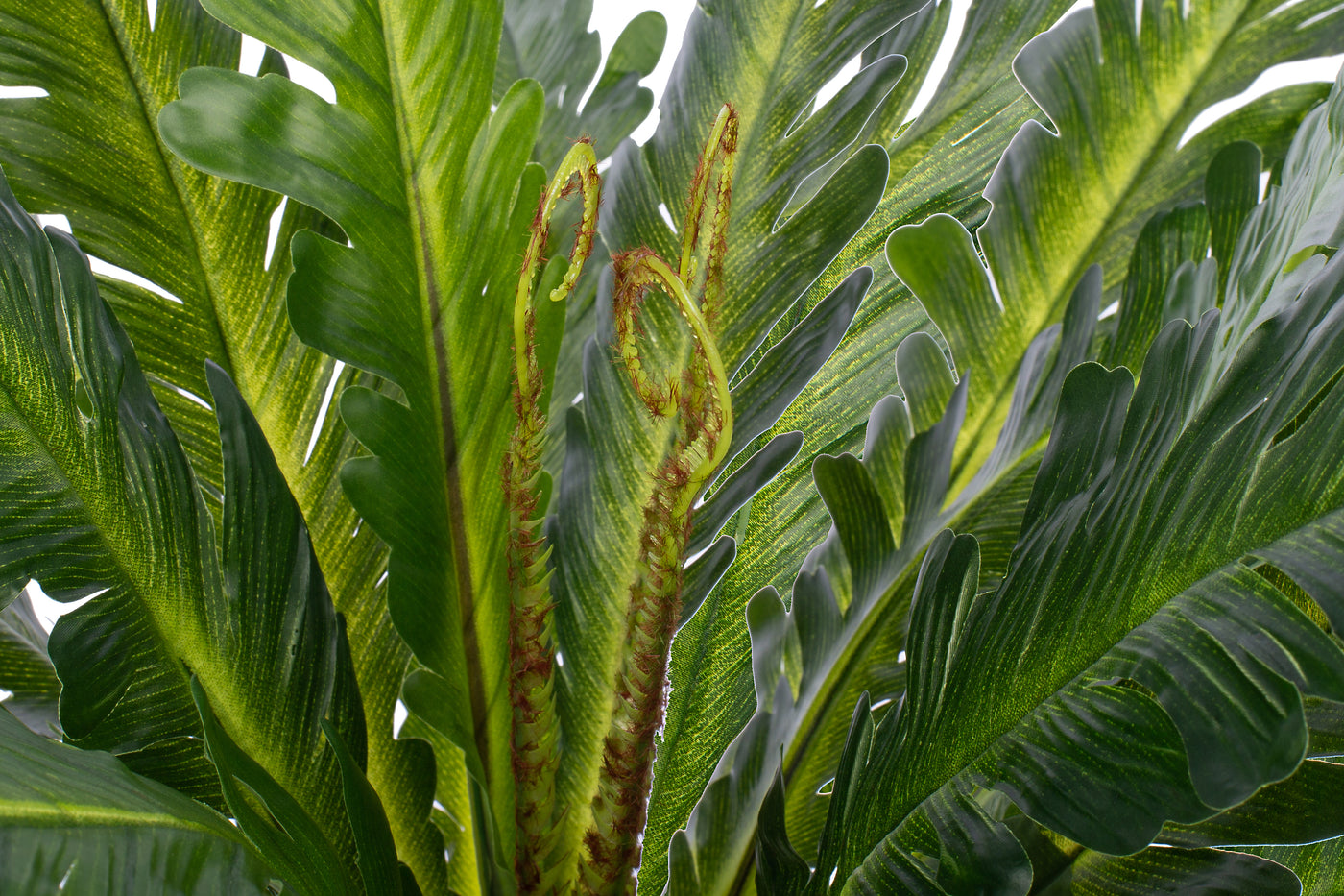 Feriga artificiala Asplenium nidus M