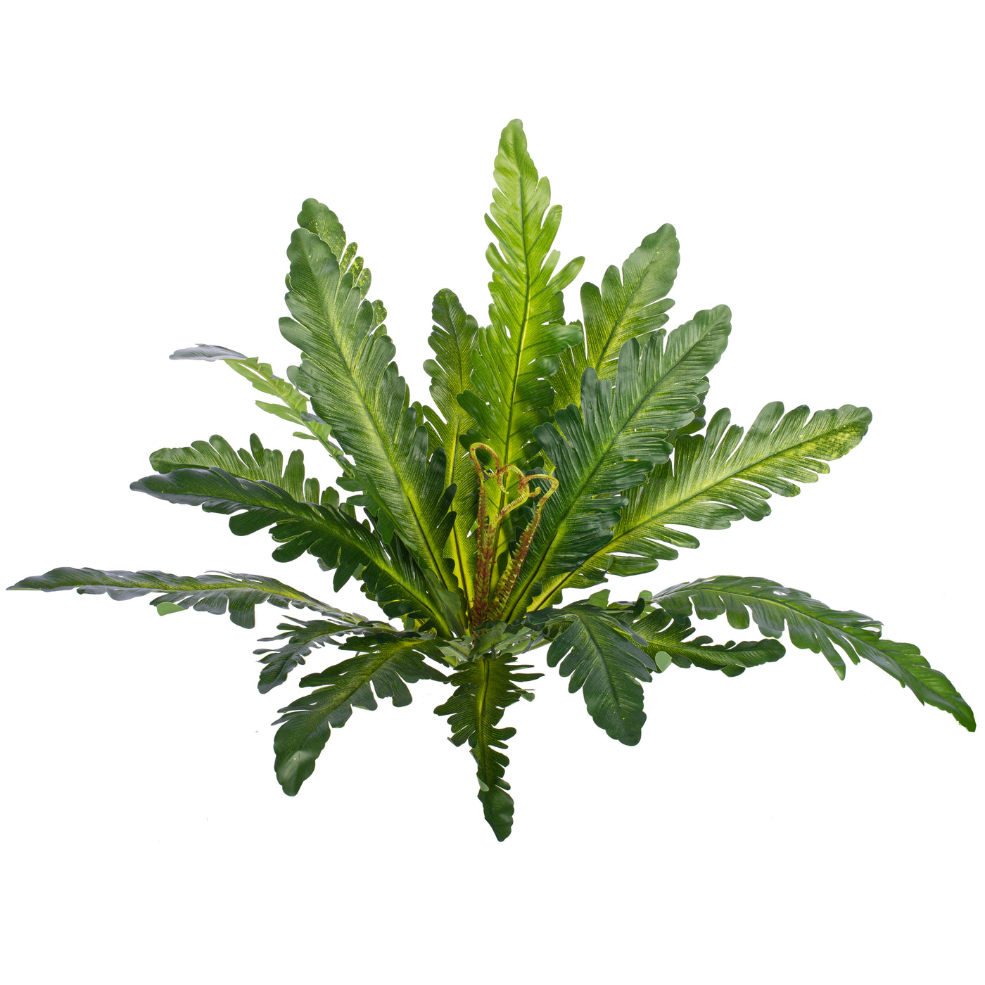 Feriga artificiala Asplenium nidus M