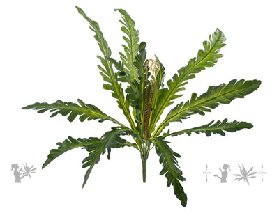 Feriga artificiala Asplenium nidus S