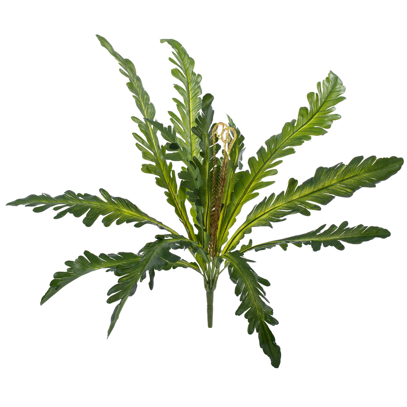 Feriga artificiala Asplenium nidus S