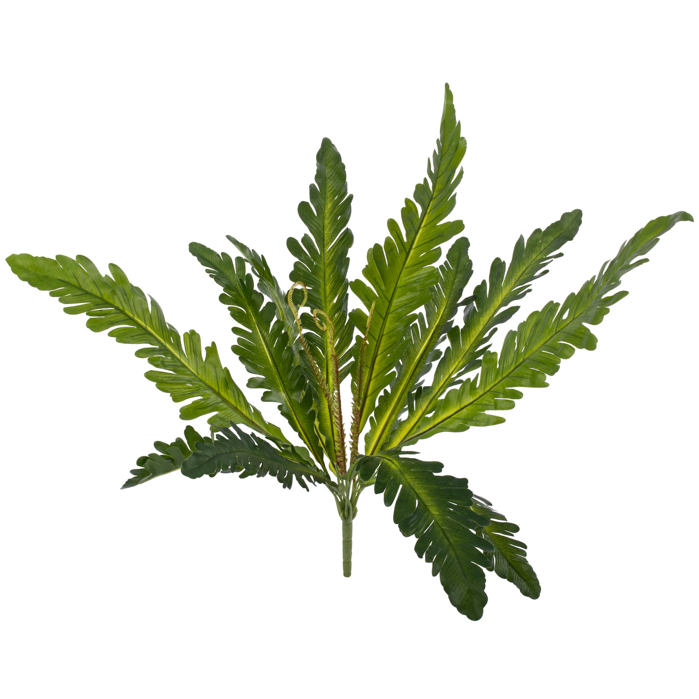 Feriga artificiala Asplenium nidus S