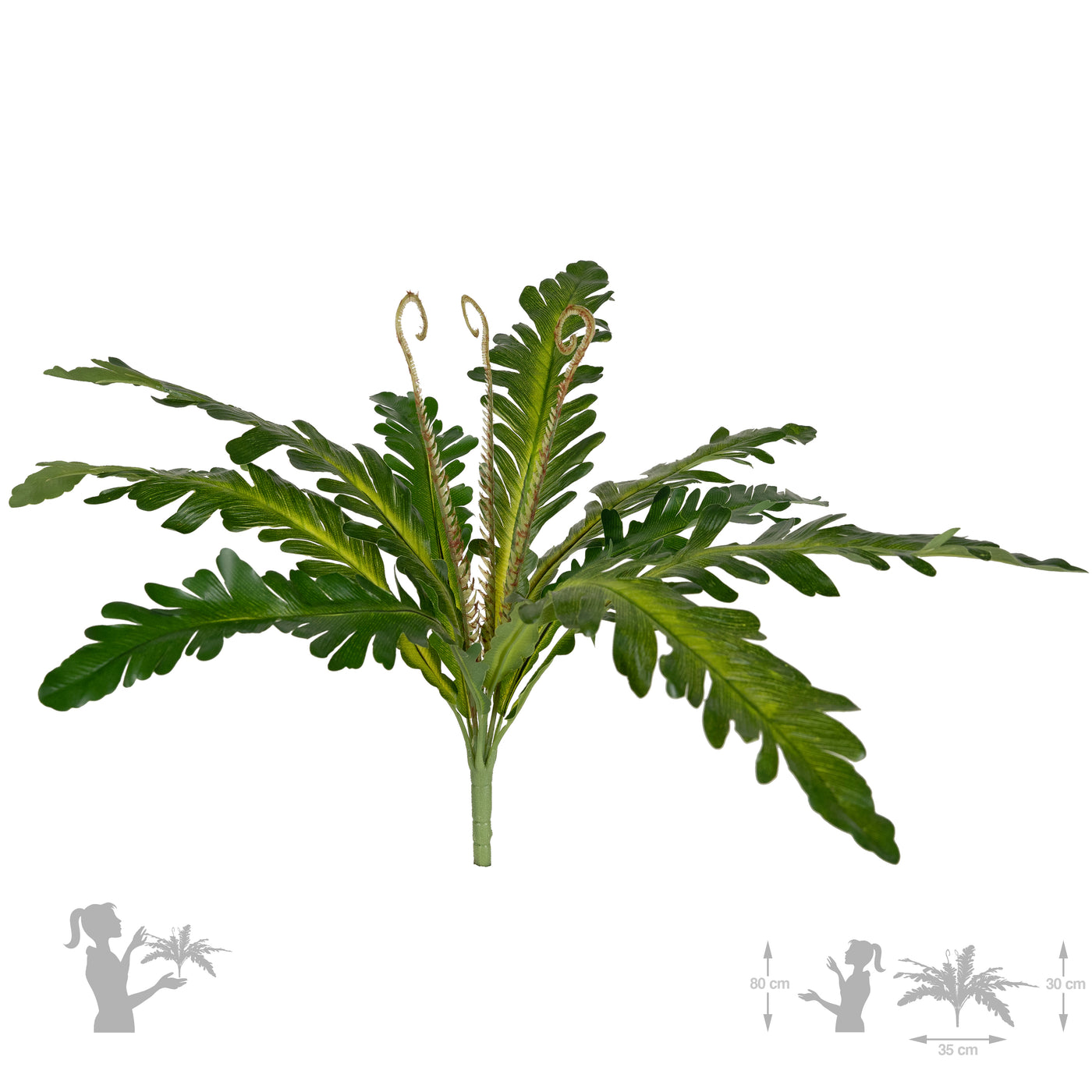 Feriga artificiala Asplenium nidus XS