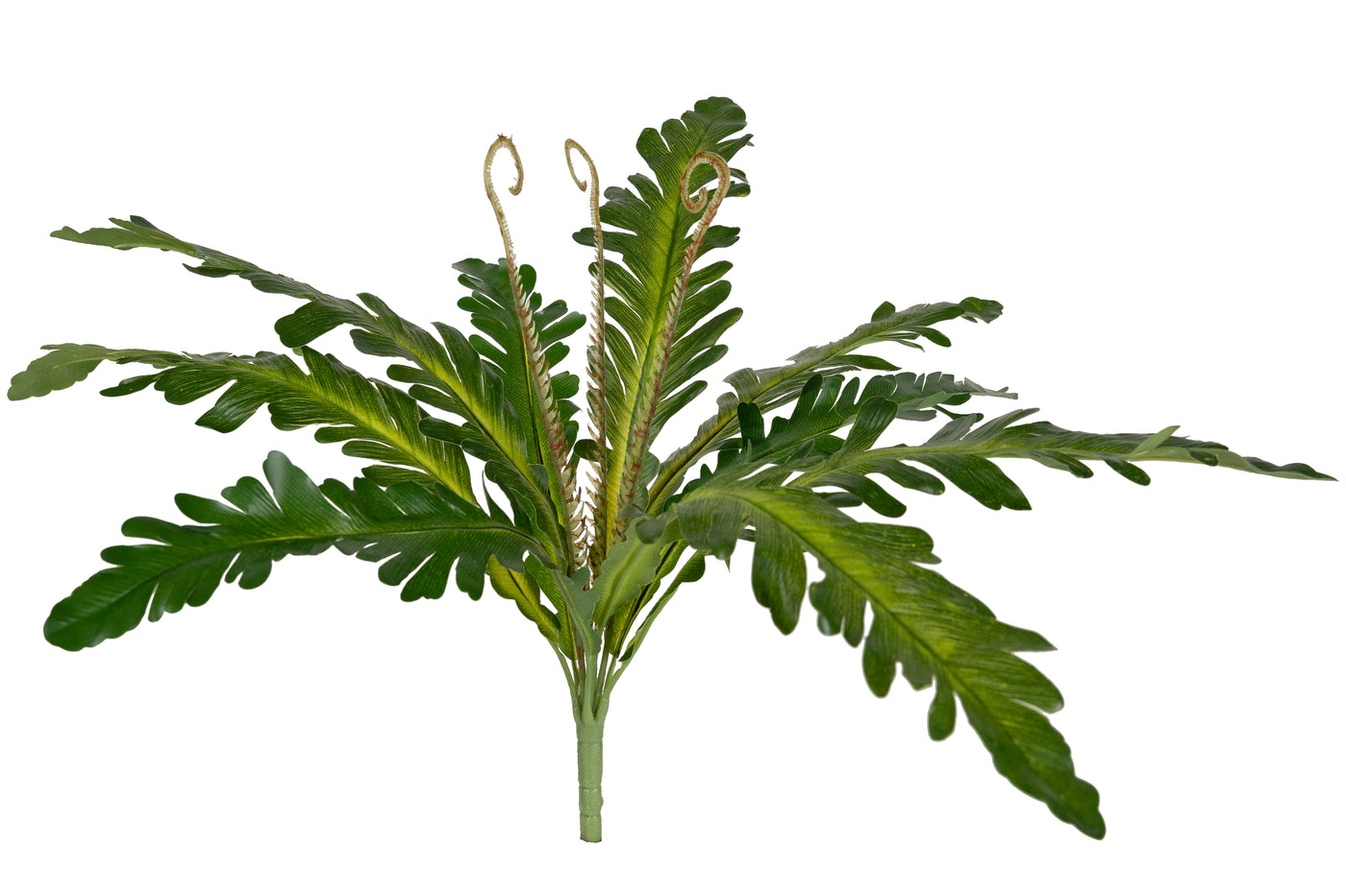 Feriga artificiala Asplenium nidus XS