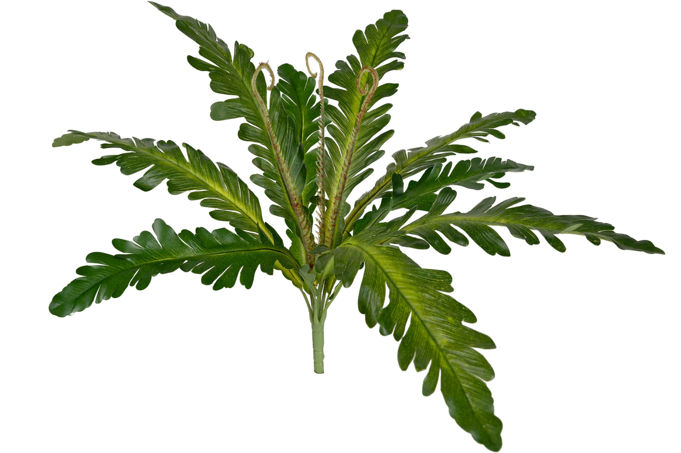 Feriga artificiala Asplenium nidus XS