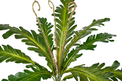 Feriga artificiala Asplenium nidus XS