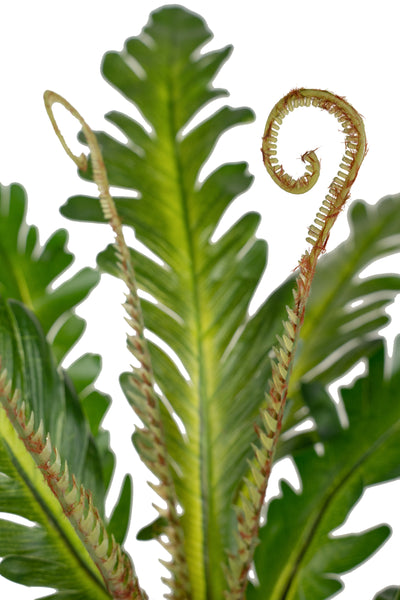 Feriga artificiala Asplenium nidus XS