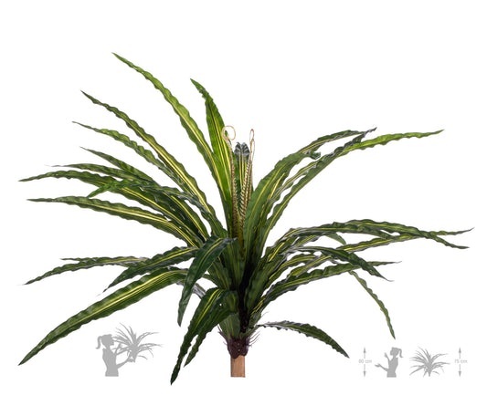 Feriga artificiala Asplenium osaka L variegat