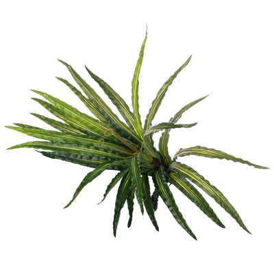 Feriga artificiala Asplenium osaka L variegat