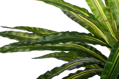 Feriga artificiala Asplenium osaka L variegat