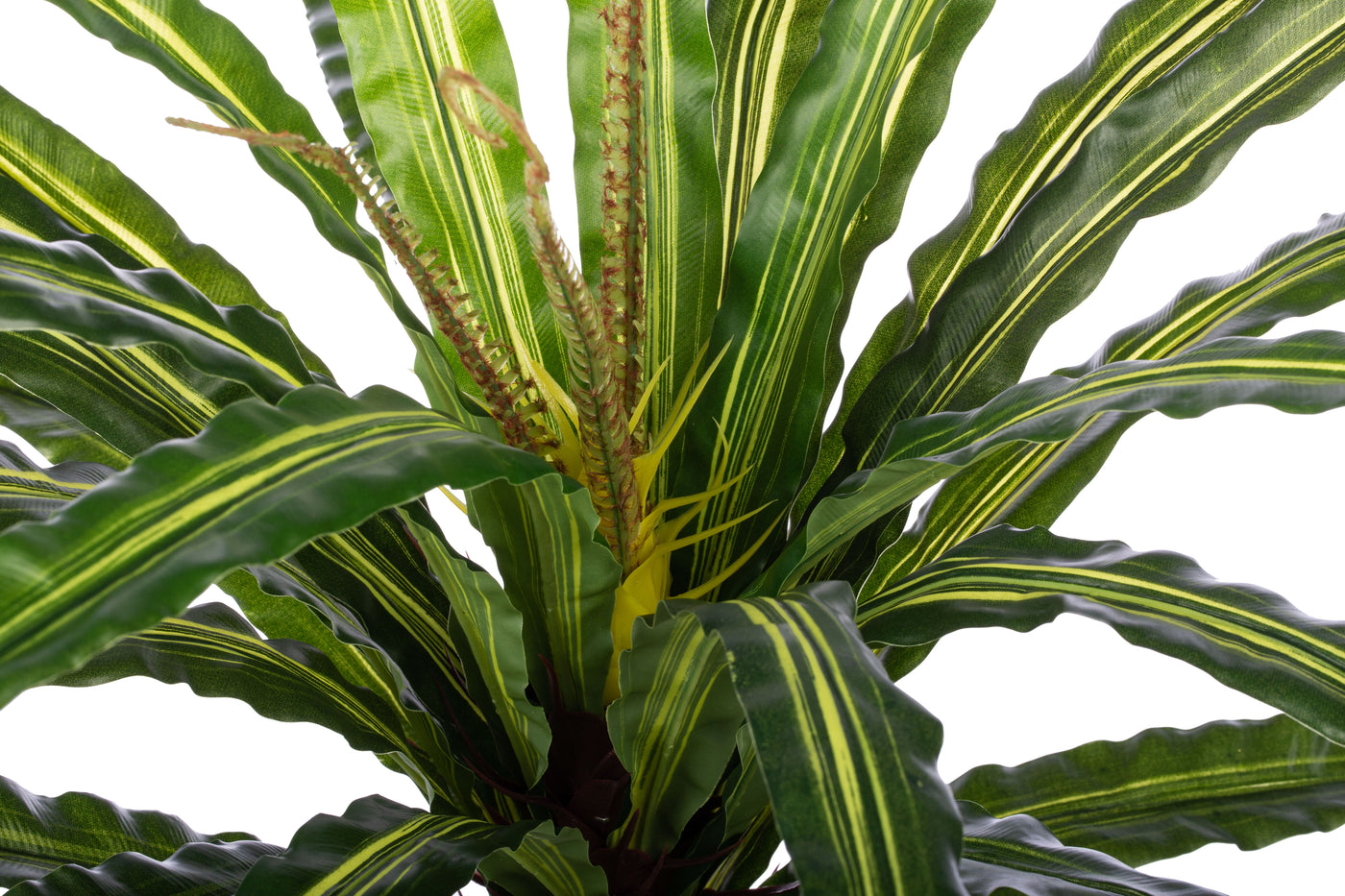 Feriga artificiala Asplenium osaka L variegat