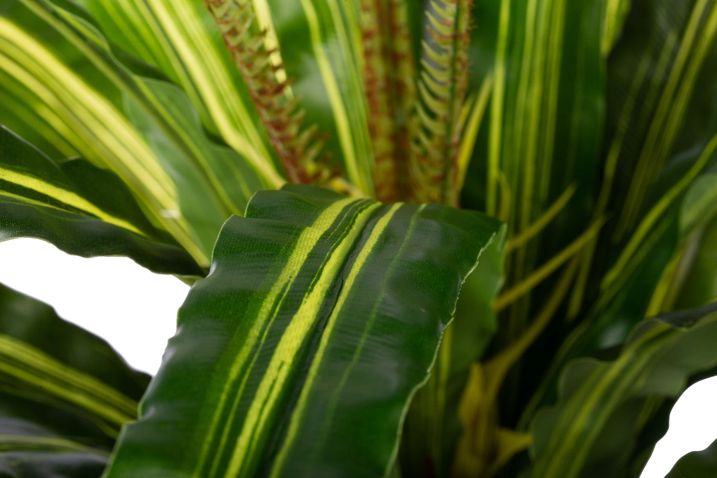 Feriga artificiala Asplenium osaka L variegat