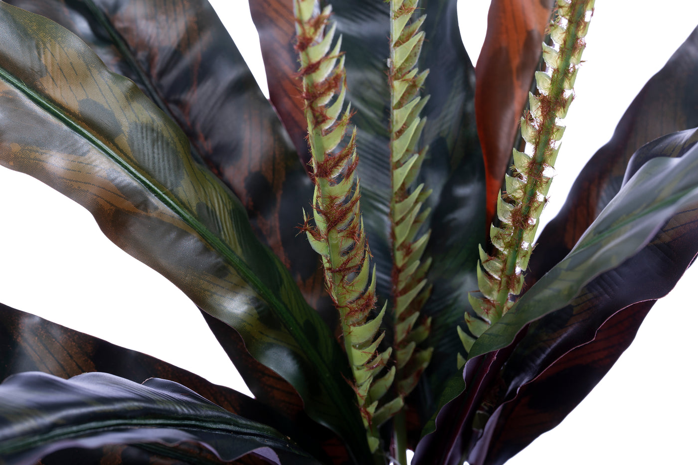 Feriga artificiala Asplenium osaka S verde-rosu