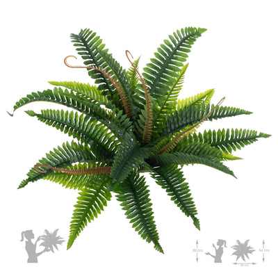 Feriga artificila Boston 21 frunze