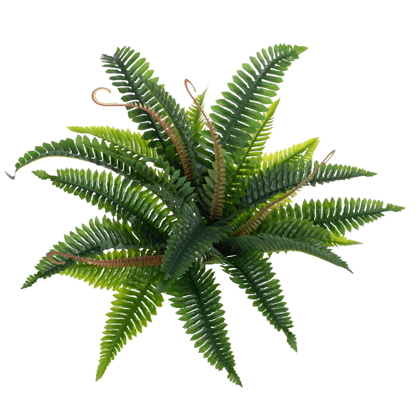 Feriga artificila Boston 21 frunze