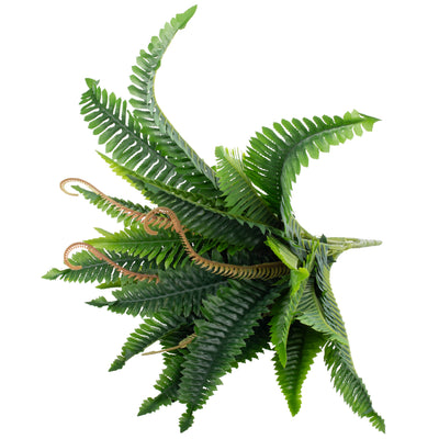 Feriga artificila Boston 21 frunze