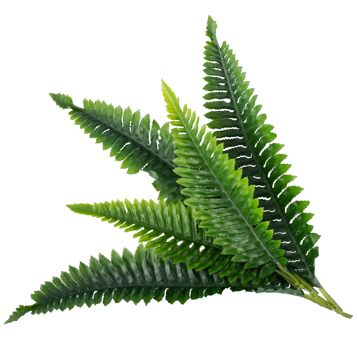 Feriga artificila Boston 21 frunze