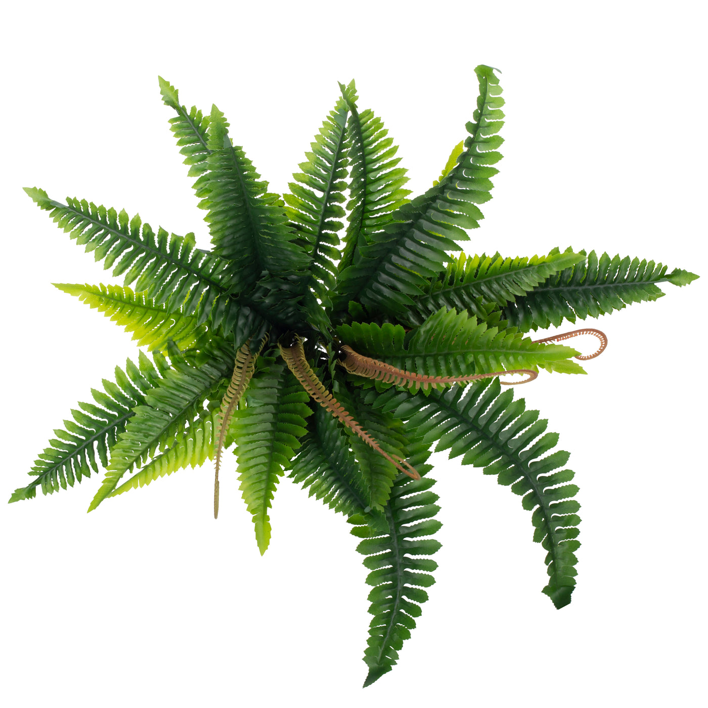 Feriga artificila Boston 21 frunze