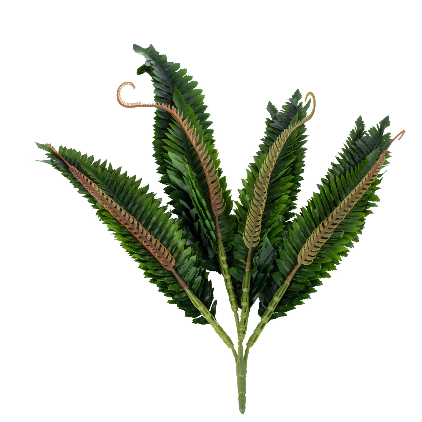 Feriga artificila Boston 21 frunze