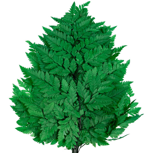 Feriga conservata H30-40 cm verde