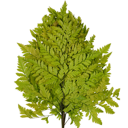 Feriga conservata H30-40 cm verde deschis