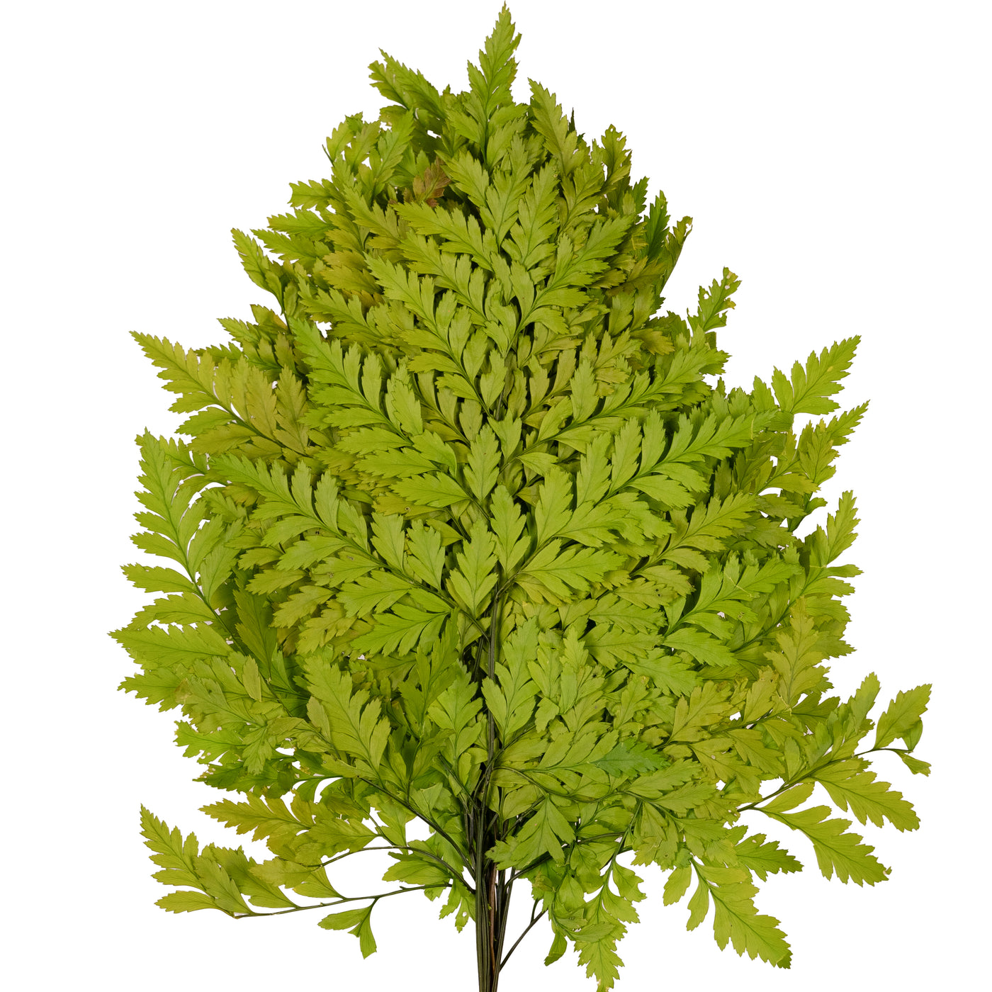 Feriga conservata H30-40 cm verde deschis