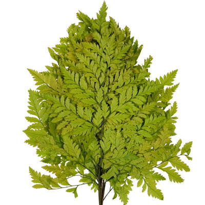 Feriga conservata H30-40 cm verde deschis