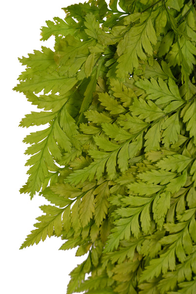 Feriga conservata H30-40 cm verde deschis