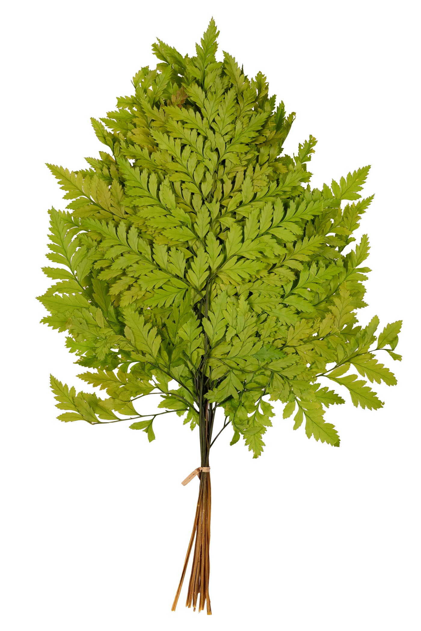 Feriga conservata H30-40 cm verde deschis