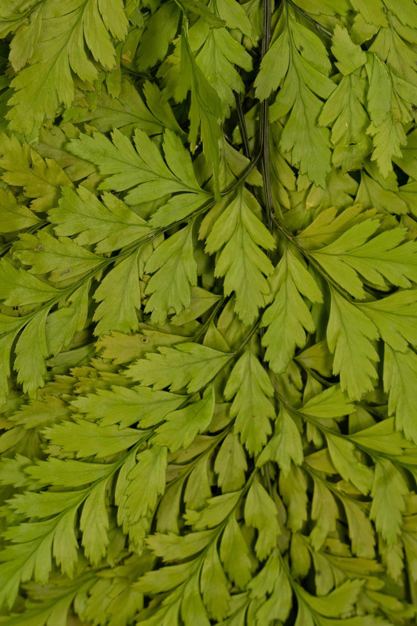 Feriga conservata H30-40 cm verde deschis