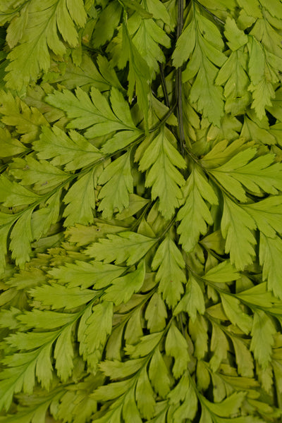 Feriga conservata H30-40 cm verde deschis