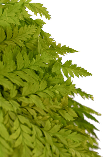 Feriga conservata H30-40 cm verde deschis