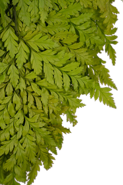 Feriga conservata H30-40 cm verde deschis