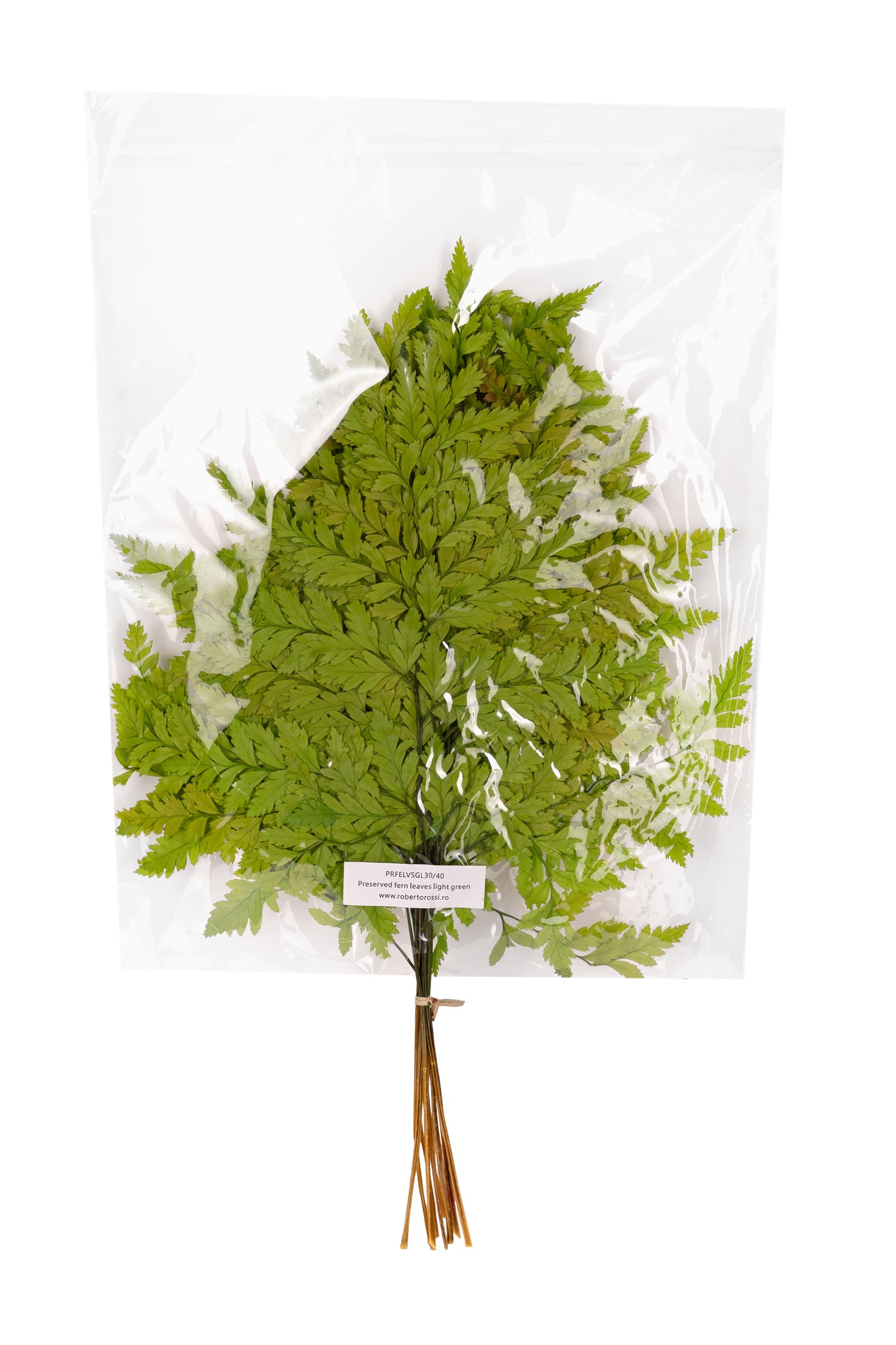 Feriga conservata H30-40 cm verde deschis