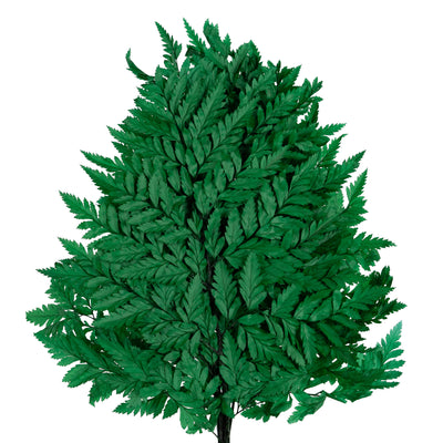 Feriga conservata H30-40 cm verde inchis