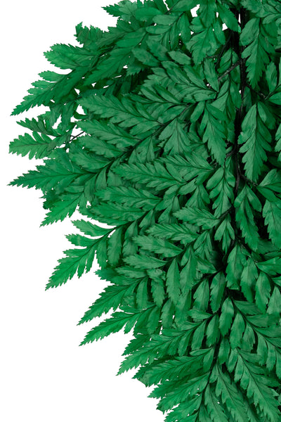 Feriga conservata H30-40 cm verde inchis