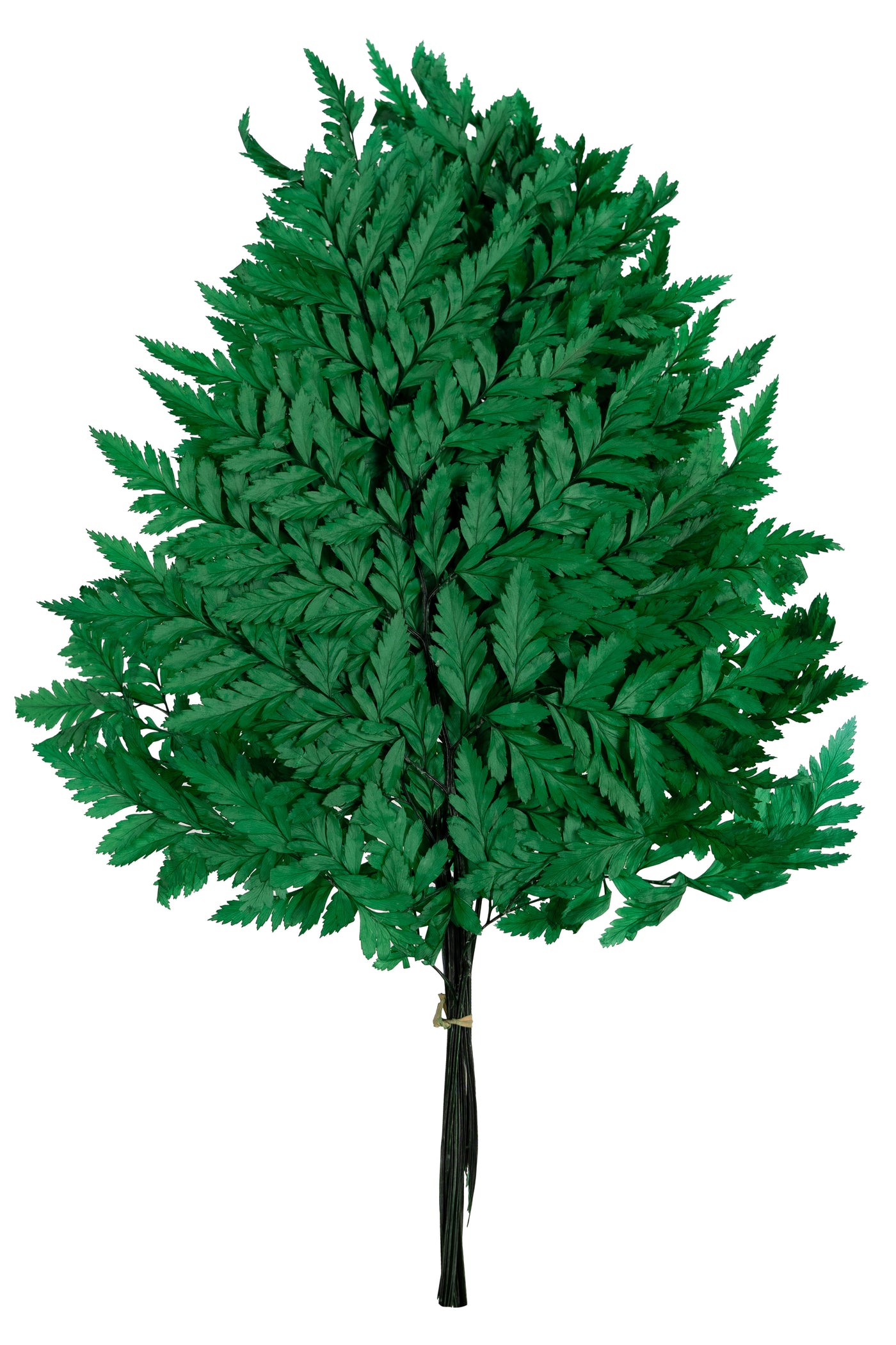 Feriga conservata H30-40 cm verde inchis