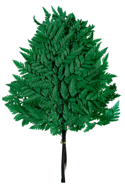 Feriga conservata H30-40 cm verde inchis