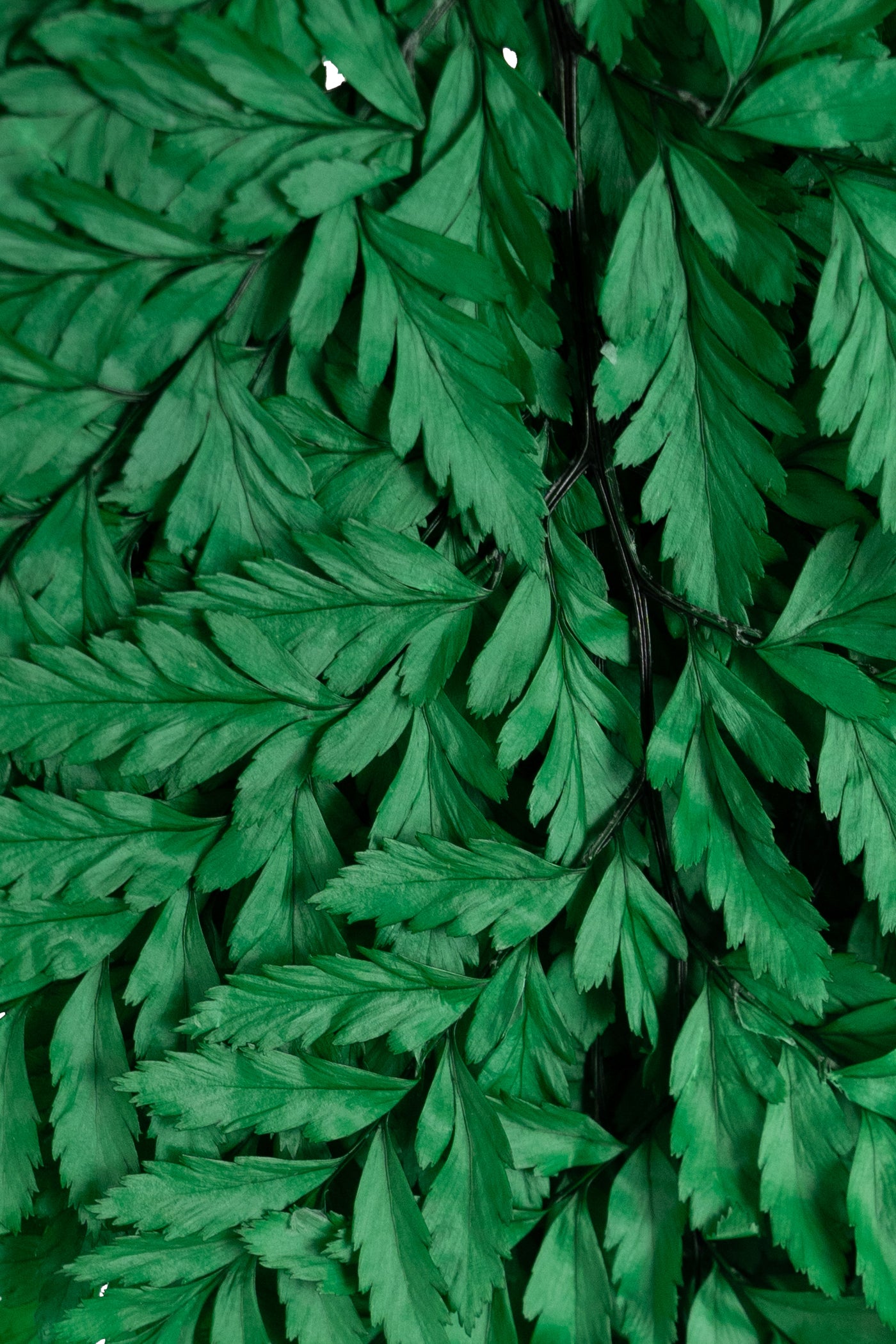 Feriga conservata H30-40 cm verde inchis